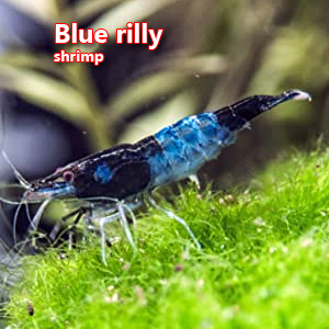 Blue rilly shrimp